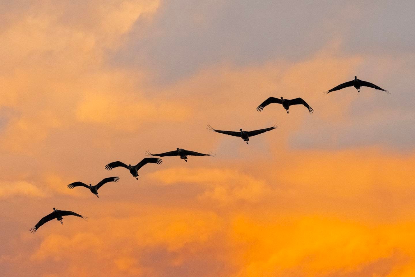Last month we visited Wood River, Nebraska to experience the Sand Hill Crane Migration. Over 500,000 of these magnificent birds were in the area at that time, leaving the Platte River sand bars in the morning, feeding in last year’s corn fields during the day and returning to the river in the evenings. A spectacular phenomenon of avian life.