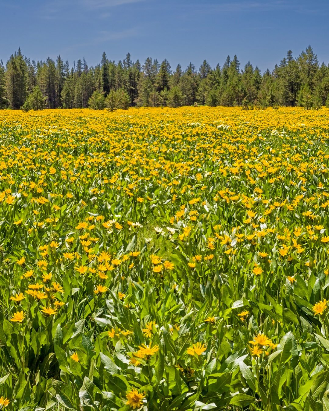Arrowleaf Balsamroot fills an entire field in Island Park, Idaho in late spring. This plant, native to the area, is wide spread in the western United States and Canada. It grows in many types of habitats from mountain forests to grassland to desert scrub